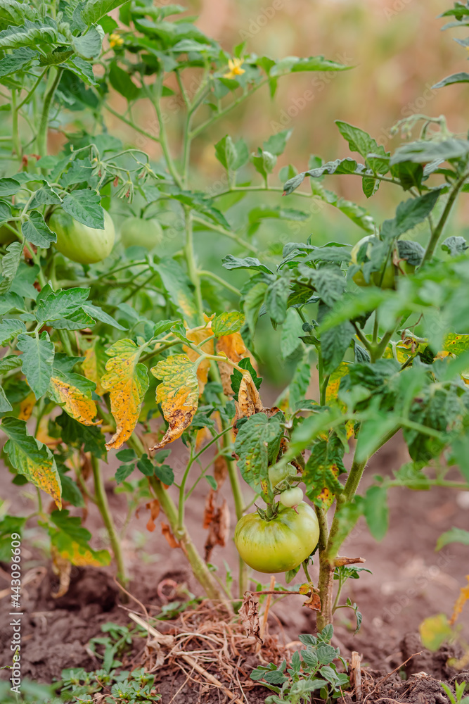 Green vine tomatoes. Green unripe tomatoes on the bushes. Tomatoes on the vine, tomatoes growing on the branches. Green vine tomatoes. Green unripe tomatoes on the bushes. Tomatoes on the vine, tomatoes growing on the branches.