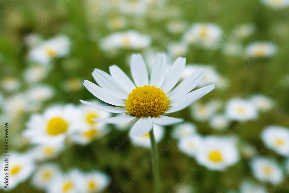 Chamomile flowers in the field Chamomile flowers in the field