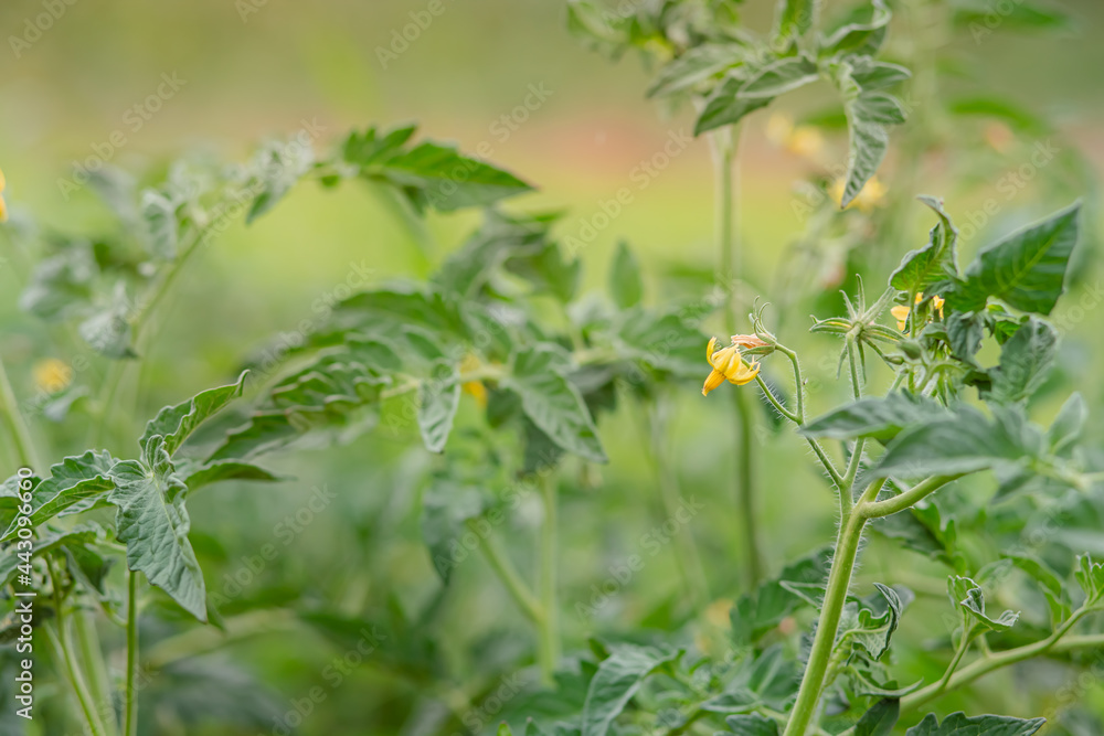 Growing tomatoes in the garden in the garden. Growing tomatoes in the garden in the garden.