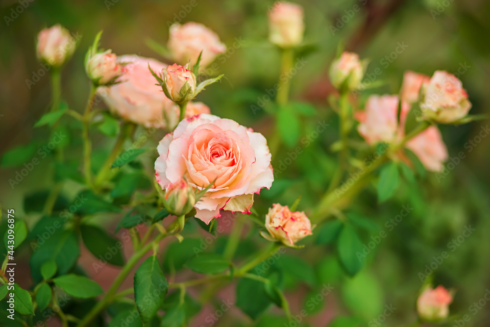 Beautiful roses in the garden, growing different varieties of flowers. Beautiful roses in the garden, growing different varieties of flowers.