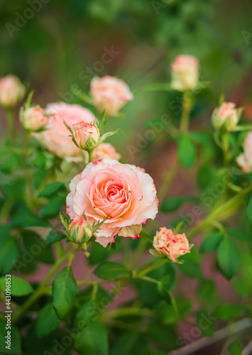 Beautiful roses in the garden  growing different varieties of flowers.