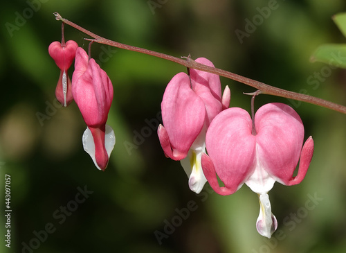 Dicenter with pink flowers in the form of a heart photo