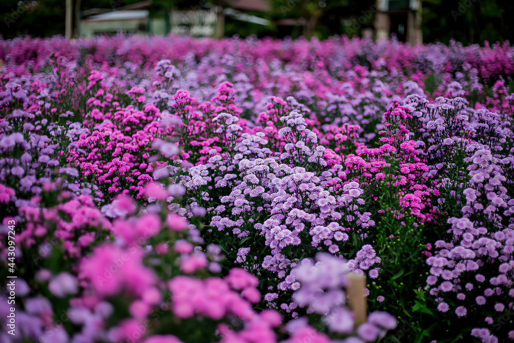 Obraz premium Fresh Margaret flower field garden at the mountain.
