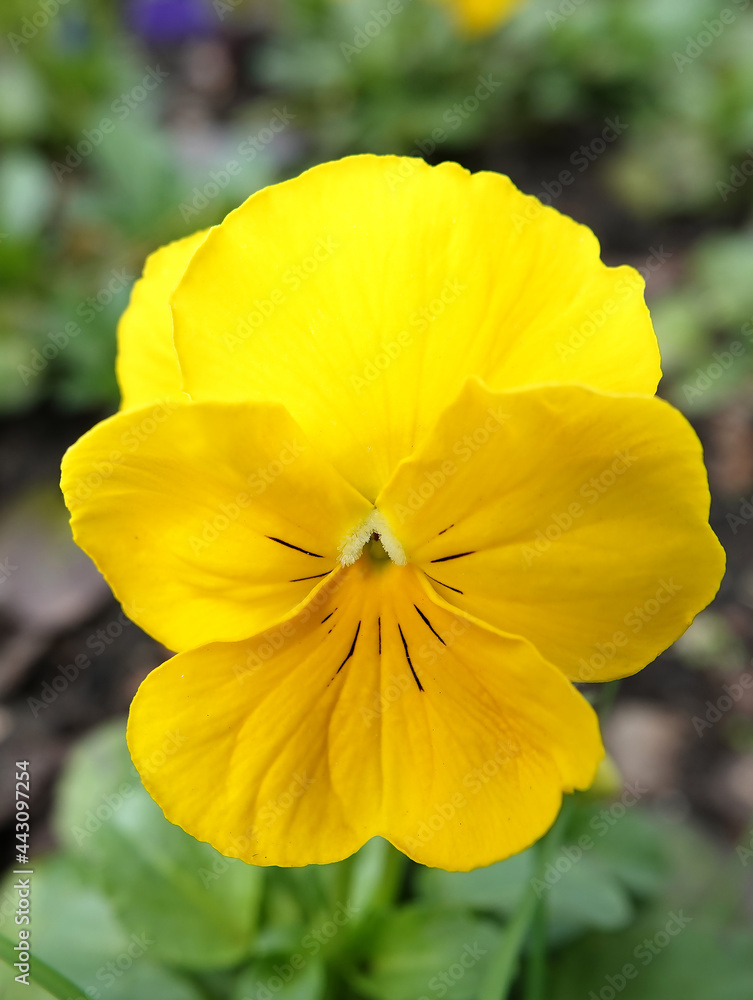 Flowers Violet Field or Wild Pansy Flowers Violet Field or Wild Pansy