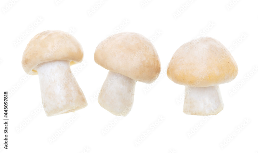 Fototapeta premium Mushroom Calocybe gambosa on a white background.