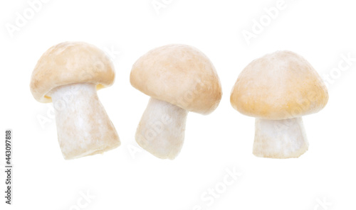 Mushroom Calocybe gambosa on a white background. photo