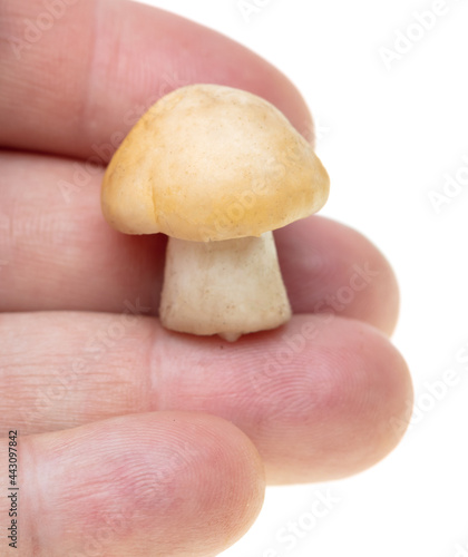 Close-up of mushrooms in hand on a white