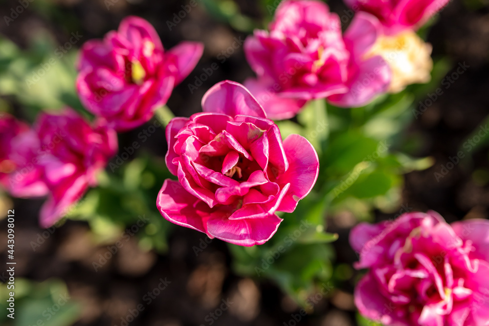 Tulip flowers in the park in nature. Tulip flowers in the park in nature.