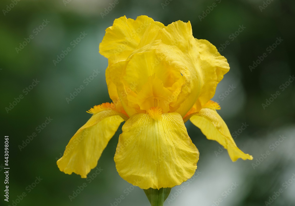 Iris flowers are large and beautiful Iris flowers are large and beautiful