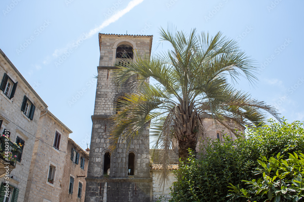 Green palm tree on the foreground. Tower and houses on the background. Kotor Montenegro.