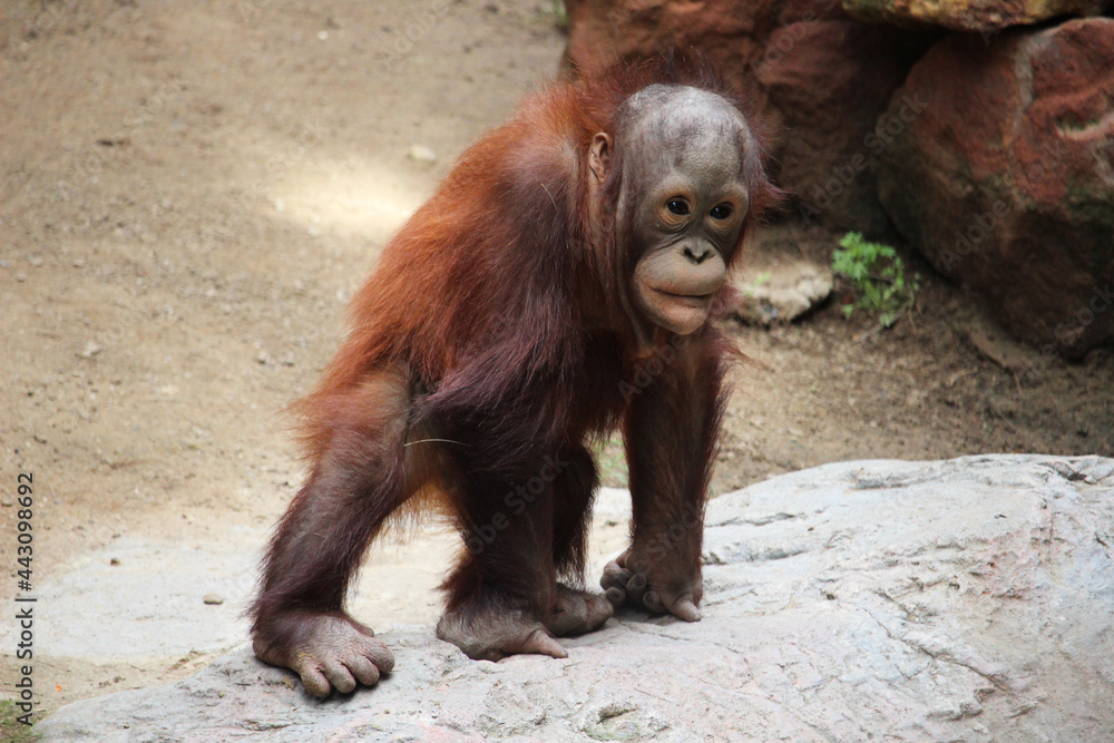 Portrait of Bornean orangutan baby (Pongo pygmaeus)	