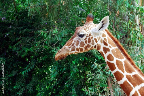 Close-up portrait of a giraffe on a wood background