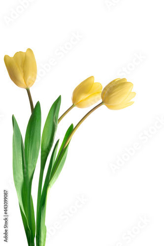 Bouquet of yellow tulips on a white background.