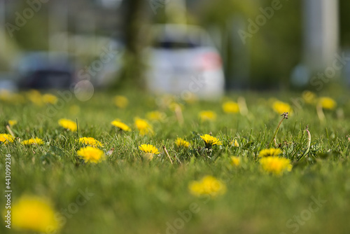 Beautiful closeup low ground view of spring yellow dandelion (Taraxacum officinale) flowers on the lawn, Dublin, Ireland. Soft and selective focus. Spring April yellow background