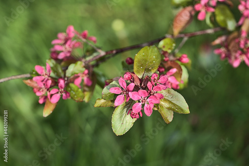Beautiful closeup spring view of dark pink flowering crab apple (Malus Sylvestris) tree blossoms on blurred green background, Ballinteer, Dublin, Ireland. Soft and selective focus