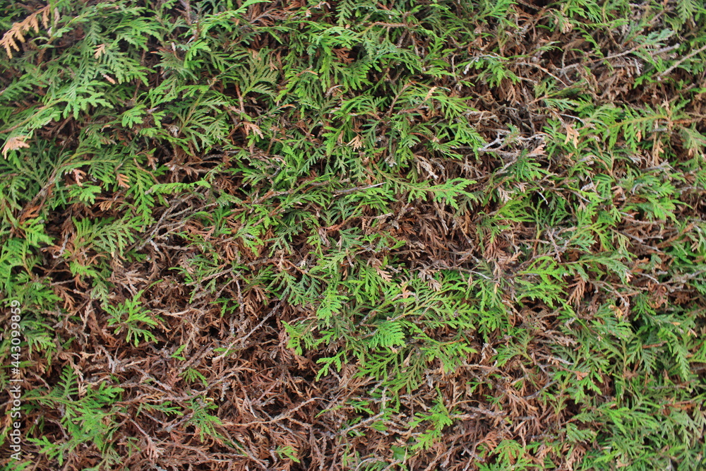 Hedge Texture Hedge Texture