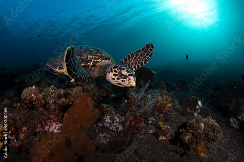 Hawksbill Turtle - Eretmochelys imbricata. Underwater world of Tulamben, Bali, Indonesia.