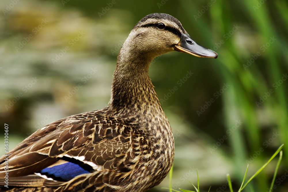 Brown female mallard duck on a green grass background Brown female mallard duck on a green grass background