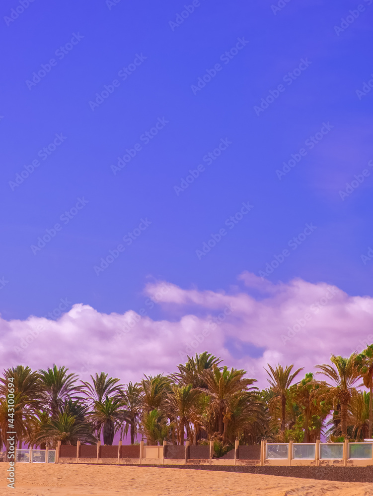 Stylish fashion tropical wallpaper. Travel concept. Canary island.  Minimalist aesthetic