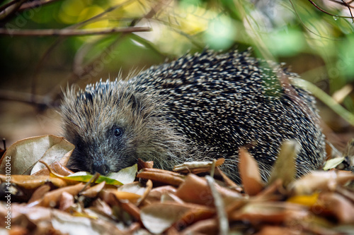 Cute hedgehog hiding or hibernating amongst leaves in bush