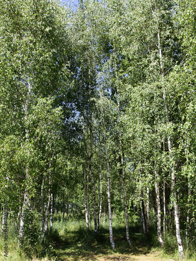 Fototapeta premium Beautiful young birch grove glade with green foliage at Sunny summer day, ecological Russian natural landscape