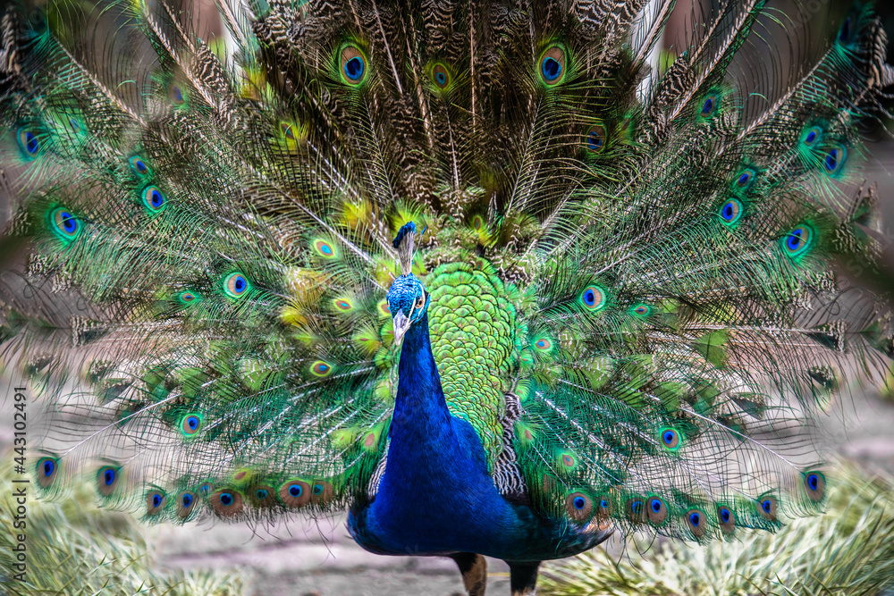 Obraz premium Vibrant and colourful Peacock showing off its beautiful plumage