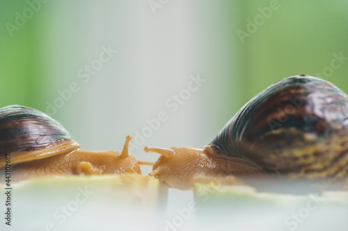 Two young snails are eating zucchini. Akhatina fulika. A giant African land snail. Pets. The care and care of the Selective focus. photo