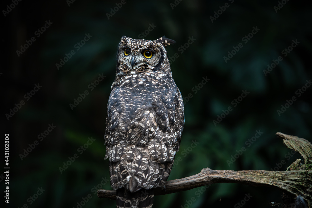 Spotted Eagle Owl perched up high upon a tree. Be careful what you say and do, this wise old owl of Africa is watching over you. Spotted Eagle Owl perched up high upon a tree. Be careful what you say and do, this wise old owl of Africa is watching over you.