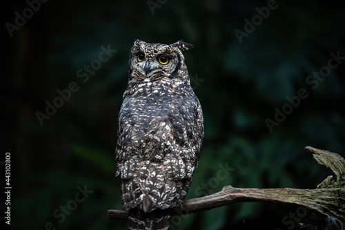 Spotted Eagle Owl perched up high upon a tree. Be careful what you say and do, this wise old owl of Africa is watching over you.