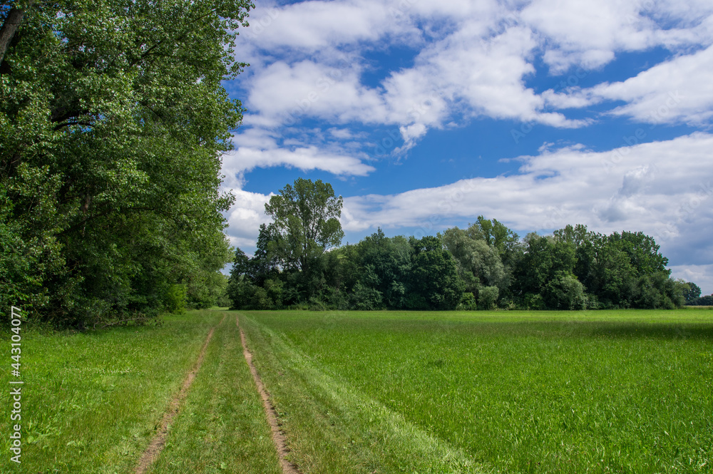 Fresh green meadow with large trees, tiny footpath and puffy clouds. Czech landscape near Pardubice.