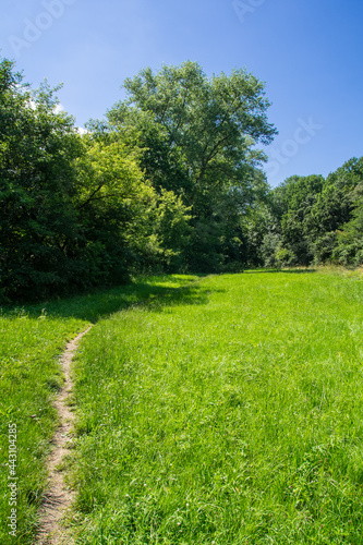 Fresh green meadow with large trees, tiny footpath and puffy clouds. Czech landscape near Pardubice.