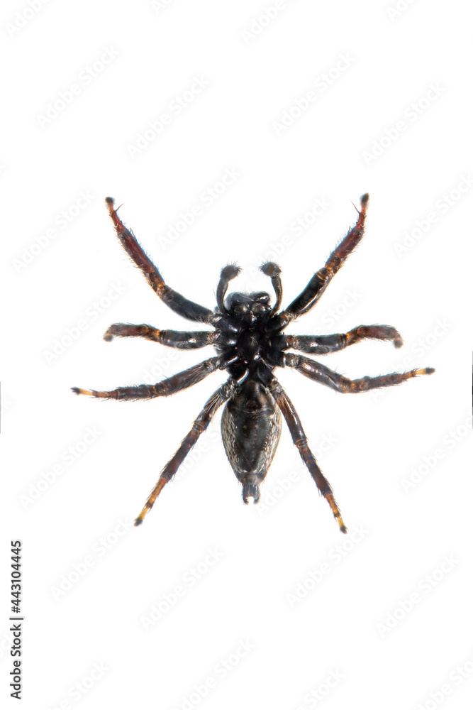 Image of biting jumping spider (Opisthoncus mordax) on white background. View from the bottom. Insect. Animal Image of biting jumping spider (Opisthoncus mordax) on white background. View from the bottom. Insect. Animal