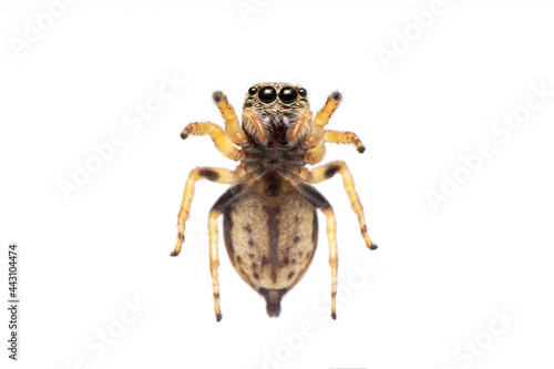 Image of bleeker's jumping spider (Euryattus bleekeri) on white background. View from the bottom. Insect. Animal © yod67
