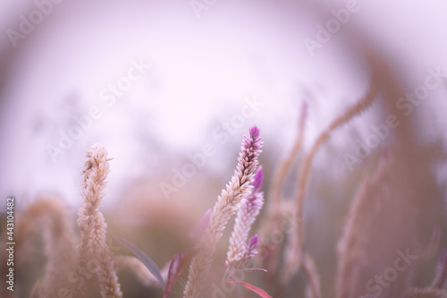 Purple Flower