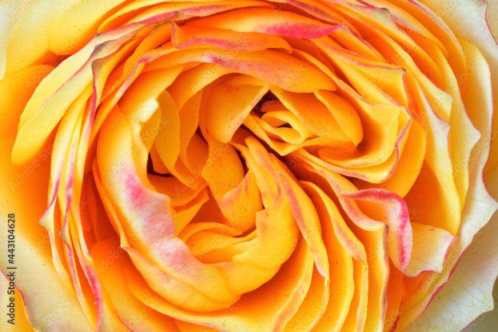 yellow rose closeup yellow rose closeup