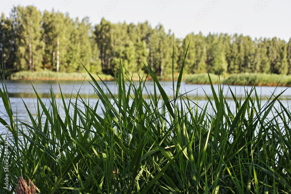 Beautiful wild lake view through the reed grass leaves in shadow to the water and green forest on far shore at Sunny summer day, ecological East European natural landscape