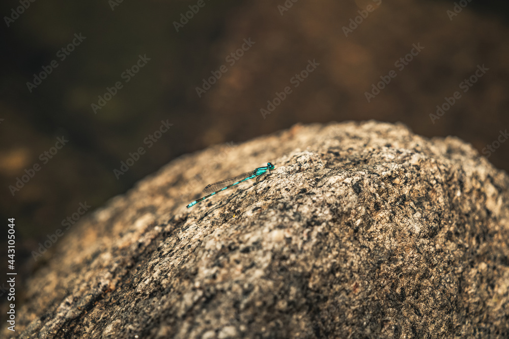 Blue skimmer dragonfly sitting on a rock Blue skimmer dragonfly sitting on a rock