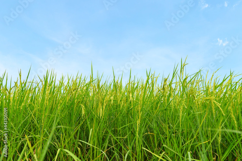 rice field with sky