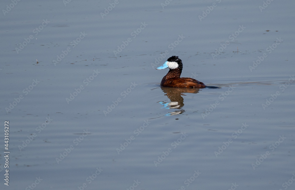 Bluebill duck in a marsh near Carson City, Nevada Bluebill duck in a marsh near Carson City, Nevada