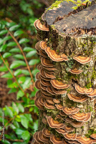 Champignons sur une souche