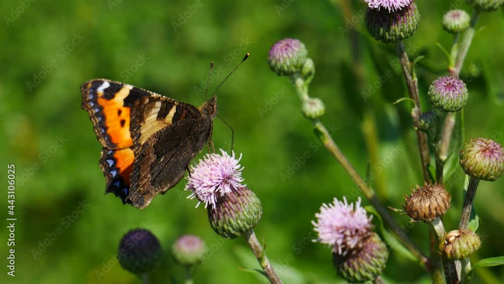 The urticaria butterfly eats nectar on a thistle flower.. The urticaria butterfly eats nectar on a thistle flower..