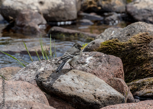 Juvenile Pied Wagtail on rocks in river bed.