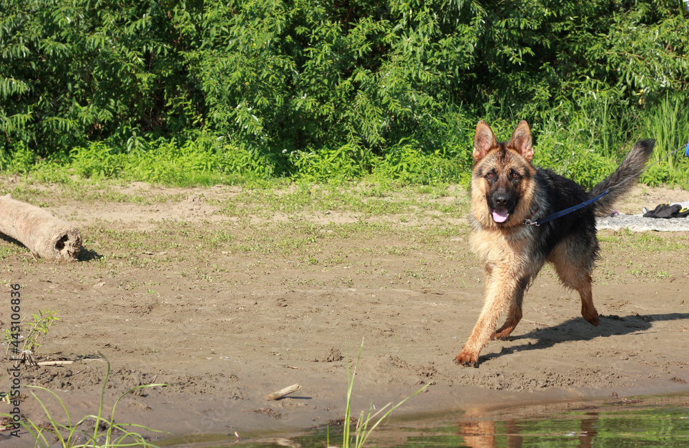 german shepherd running along the sandy shore, training, education and care of a purebred dog german shepherd running along the sandy shore, training, education and care of a purebred dog