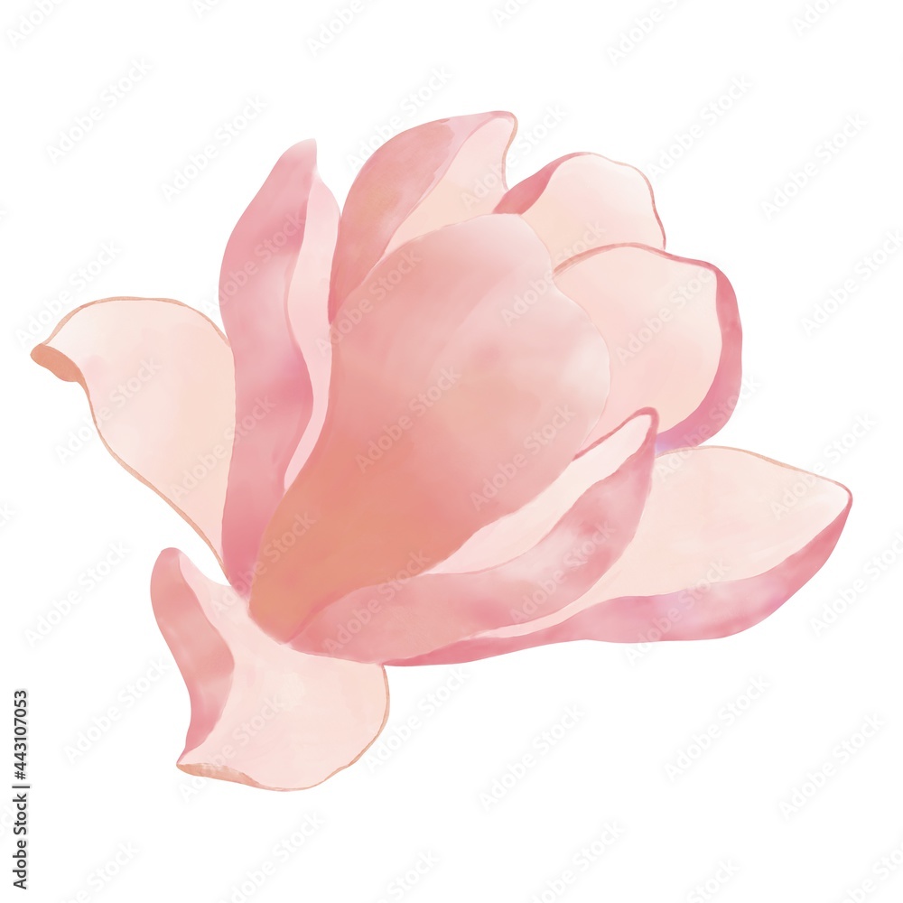 Vivid illustration of a pink and beige magnolia flower with a gradient on a white background Vivid illustration of a pink and beige magnolia flower with a gradient on a white background
