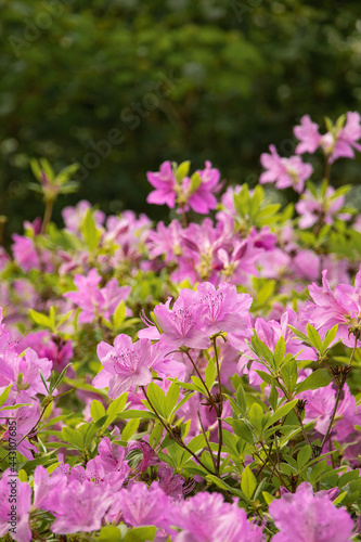 beeautiful royal azalea flowers, spring