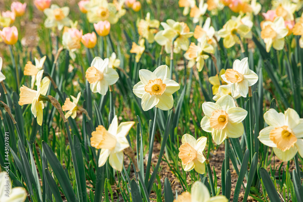 white colored daffodil flowers in the park white colored daffodil flowers in the park