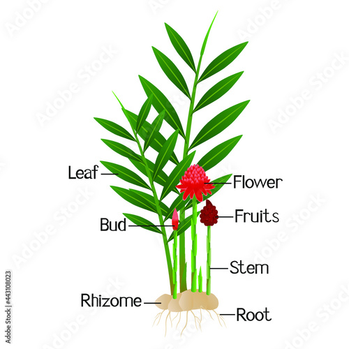 Parts of etlingera elatior, red torch ginger flower isolated on a white.