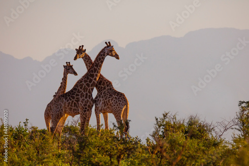 giraffes in the savannah at sunset