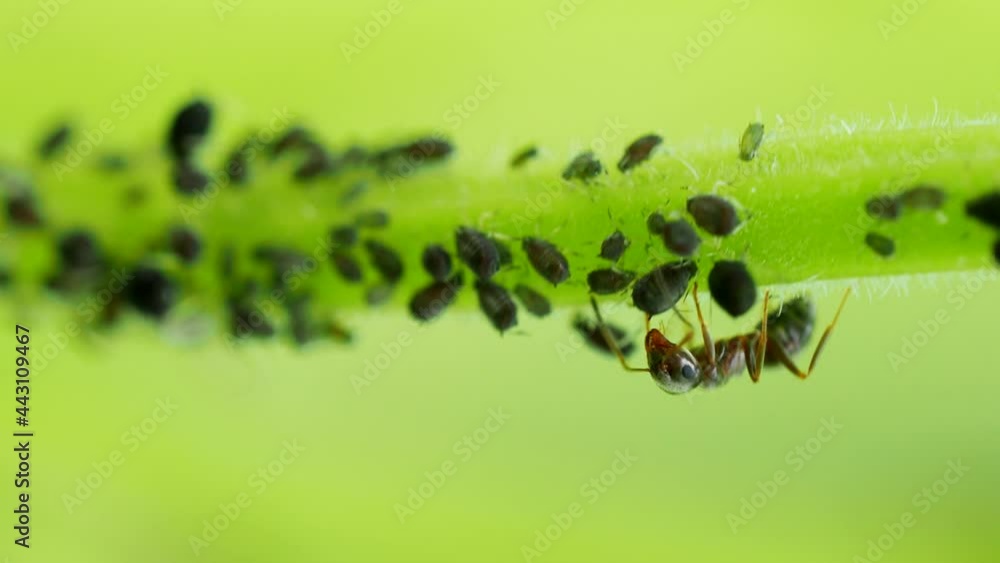 Ant taking care of Aphid colony - Hemiptera: Aphididae - on stem in 4K ...