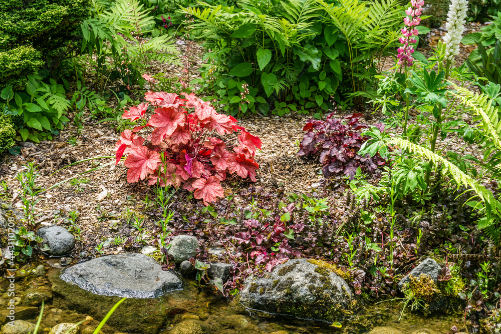 Fototapeta premium Seatac Garden Red Plant
